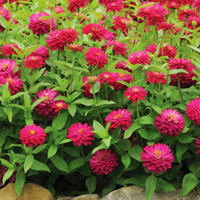 zinnia zahara rose starlight seeds Zahara Double Cherry Zinnia Seeds, Red