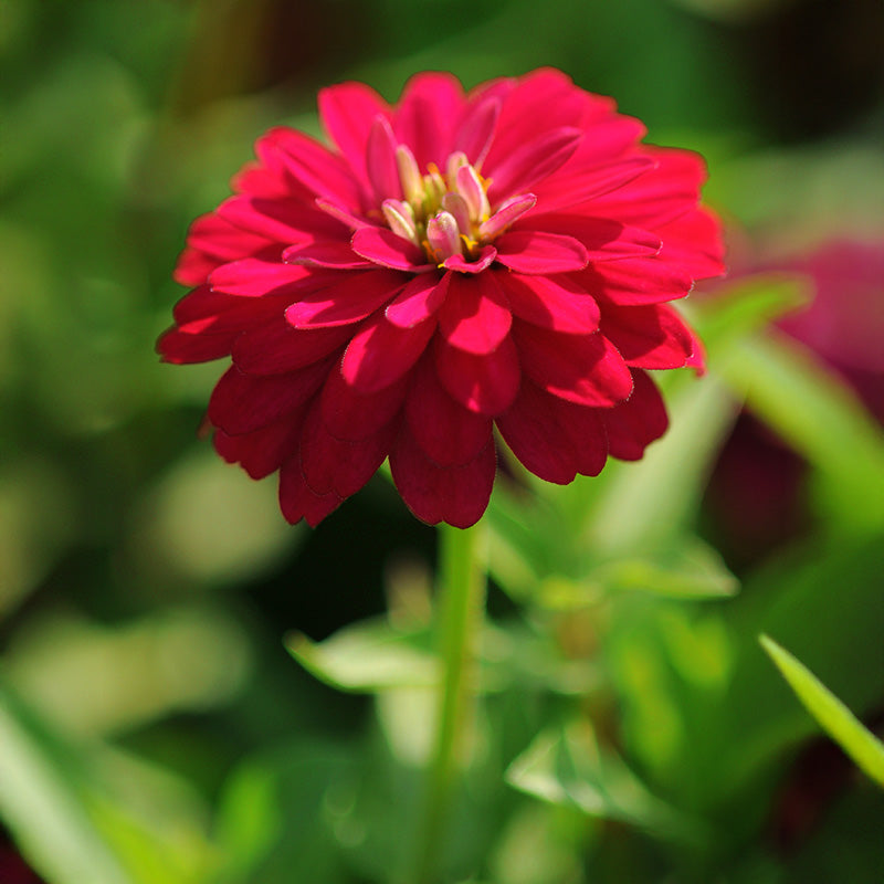 zinnia zahara rose starlight seeds Zahara Double Cherry Zinnia Seeds, Red