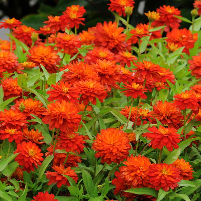 Zinnia Zahara Double Fire – Harris Seeds