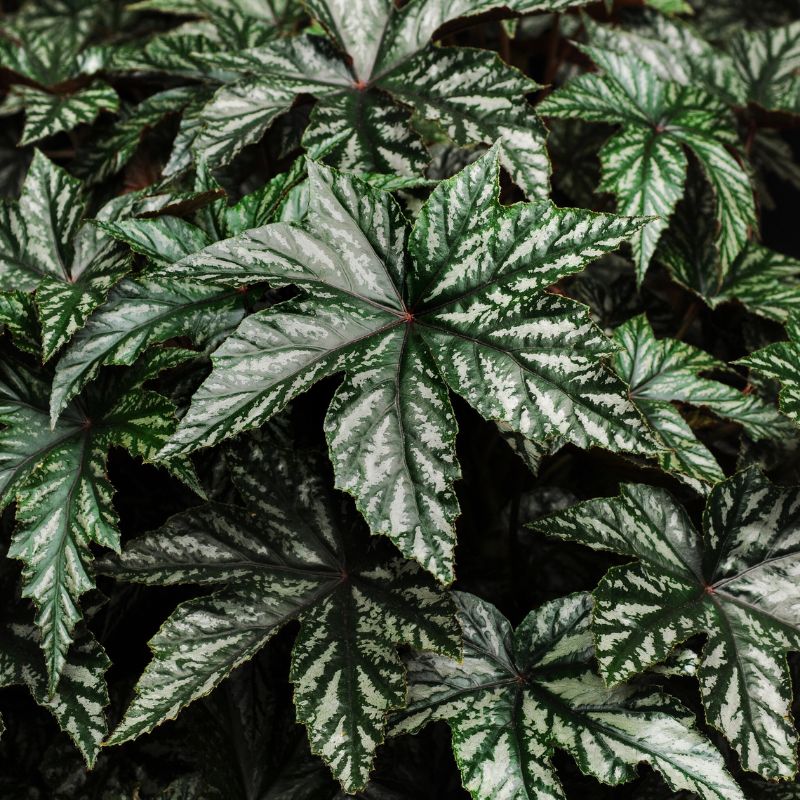 Begonia Gryphon F1 Seed – Harris Seeds