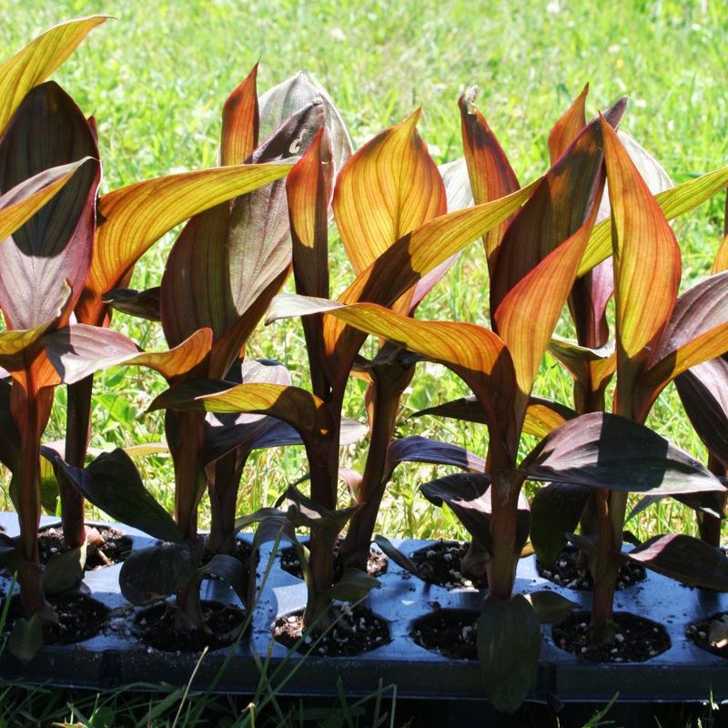 tropical plants from seed Canna - Tropical Bronze Scarlet Seed