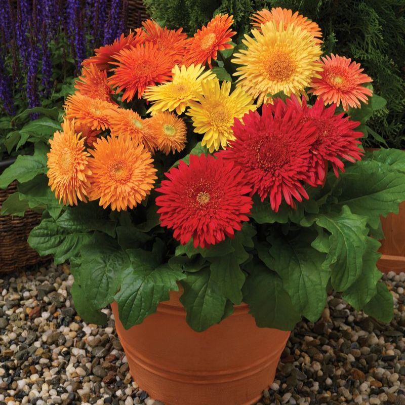 Gerbera Cartwheel Autumn Colors F1 Seed – Harris Seeds