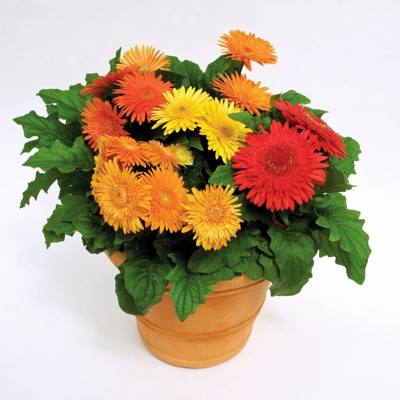 Gerbera Cartwheel Autumn Colors F1 Seed – Harris Seeds