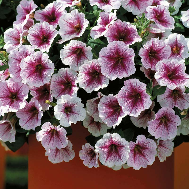 Petunia Opera Supreme Raspberry Ice F1 Seed – Harris Seeds