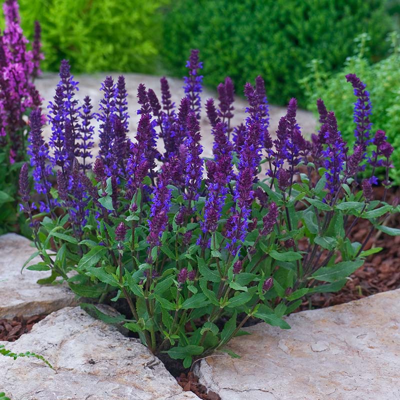 Salvia　計28枚 Salvia New Dimension Blue Seed – Harris Seeds