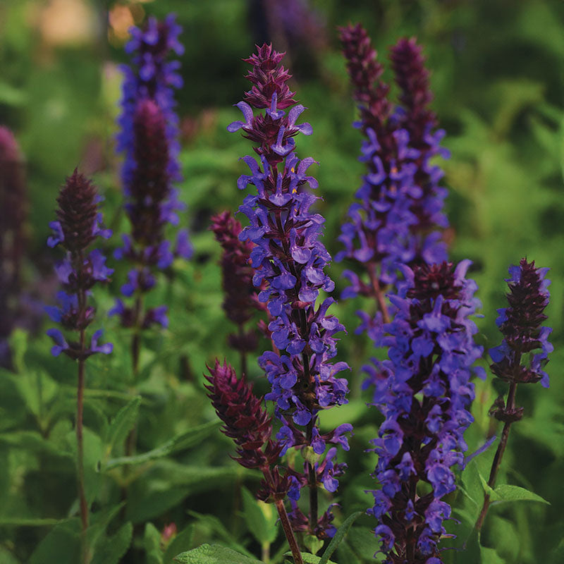 Salvia New Dimension Blue Seed – Harris Seeds