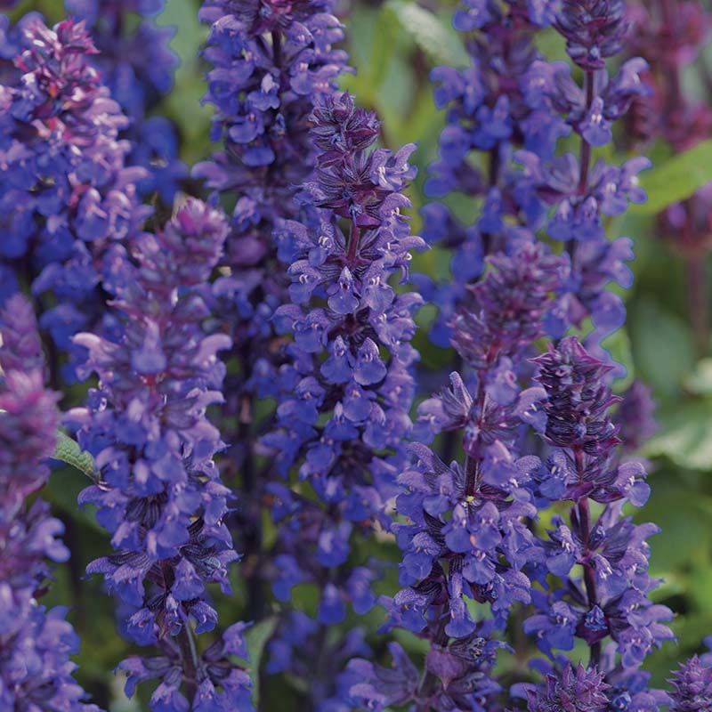 Salvia New Dimension Blue Seed – Harris Seeds
