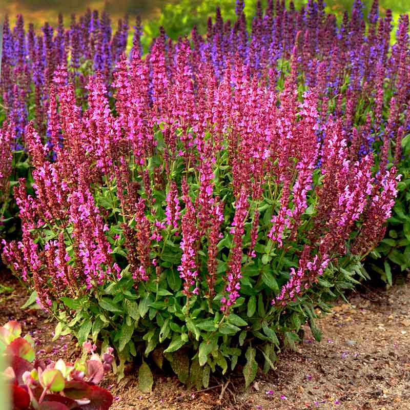 planting salvias seeds Salvia New Dimension Rose Seed