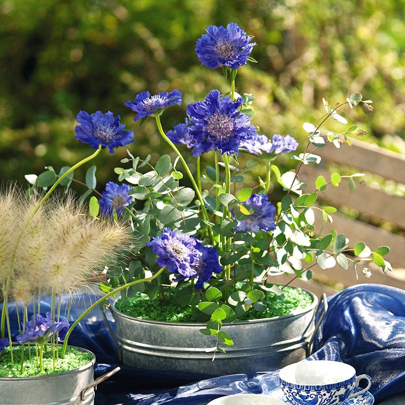 blue seed plant Scabiosa Fama Deep Blue Seed