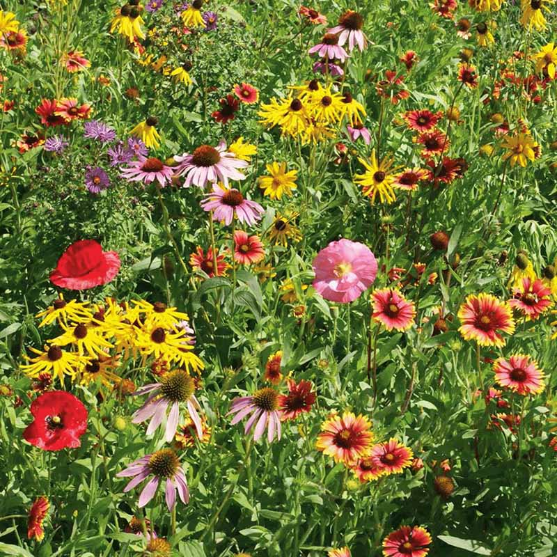 wildflowers from seed Wildflower Midwest Mix Seed