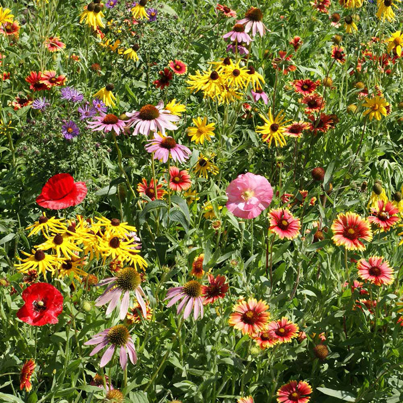 Southeast Native Wildflower Seed Mix