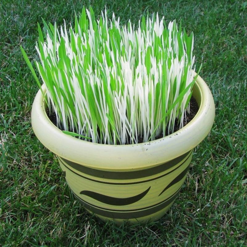 Hordeum Variegated Cat Grass Seed RAW / 5,000 seeds / UNTREATED
