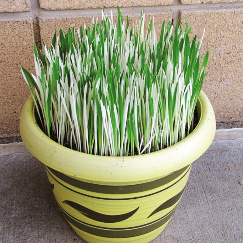 variegated plant seeds Hordeum Variegated Cat Grass Seed RAW / 5,000 seeds / UNTREATED