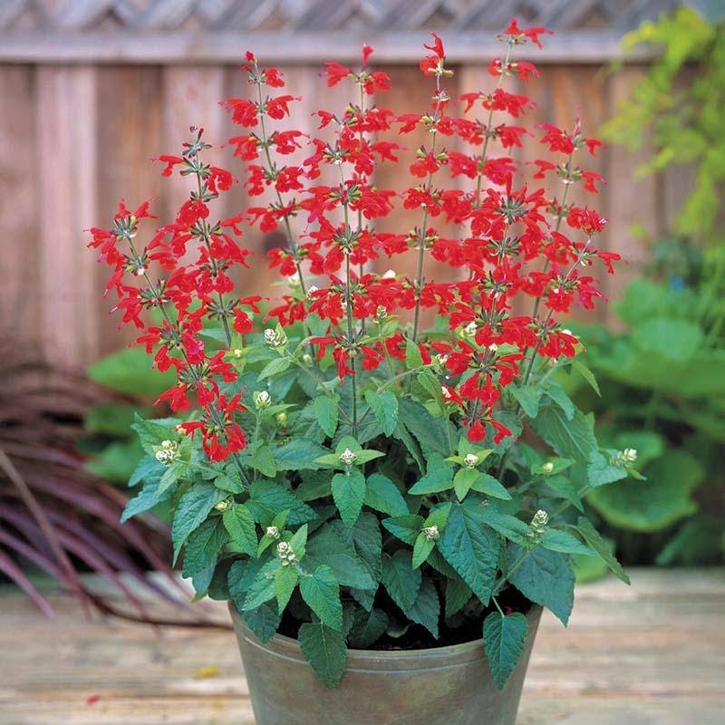 red seed plant Salvia Seeds - Summer Jewel Red Seeds - UNTREATED