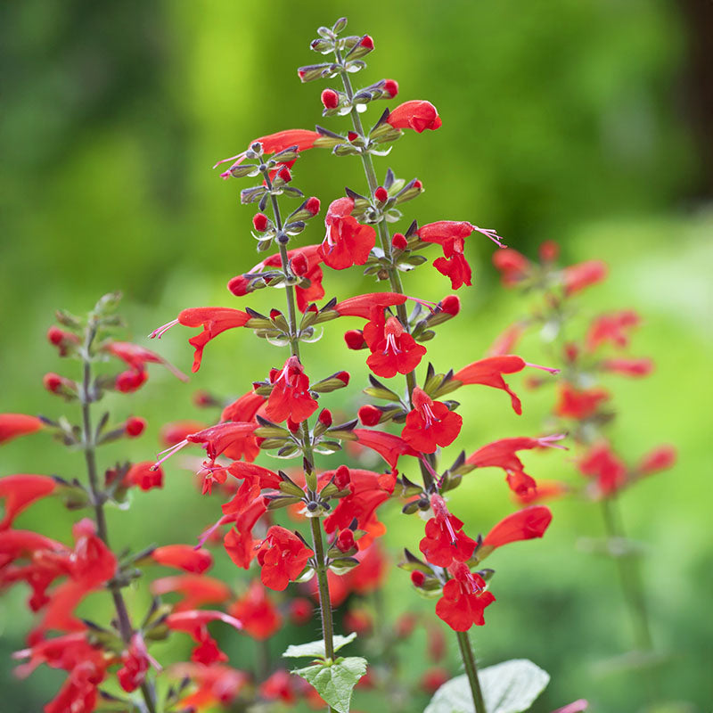 jewel herbicide Salvia Seeds - Summer Jewel Red Seeds - UNTREATED