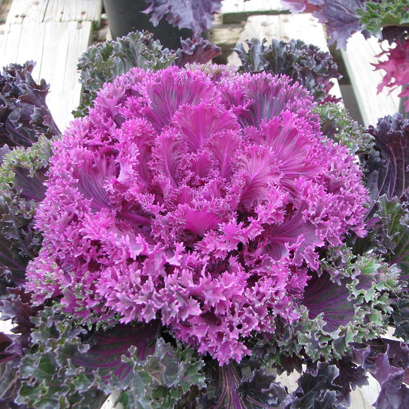 Glamour Red F1 Untreated Flowering Kale Seeds | Osborne Farm Seeds