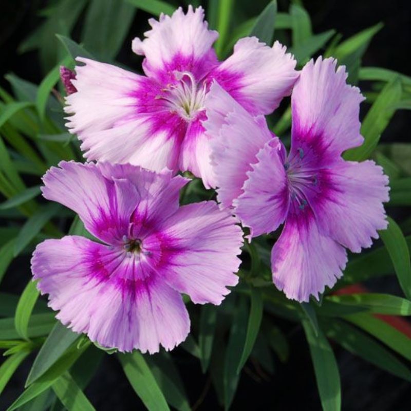 Dianthus Diana Lavender Picotee F1 Seed – Harris Seeds