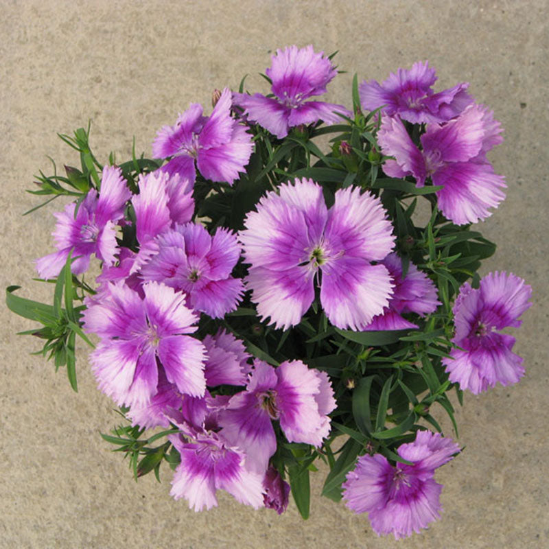 Dianthus Diana Lavender Picotee F1 Seed – Harris Seeds