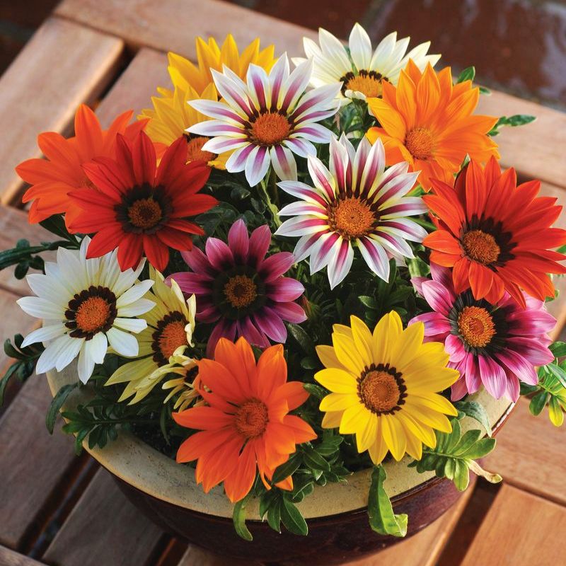 Gazania New Day Mix F1 Seed – Harris Seeds