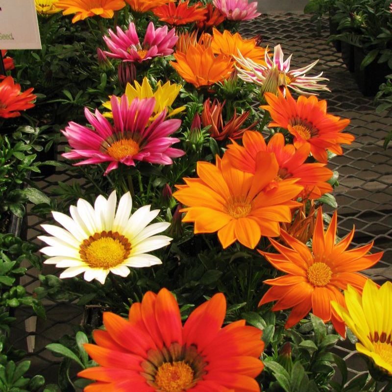 【SJ18762】SEED / Shiny Day Gazania New Day Mix F1 Seed – Harris Seeds