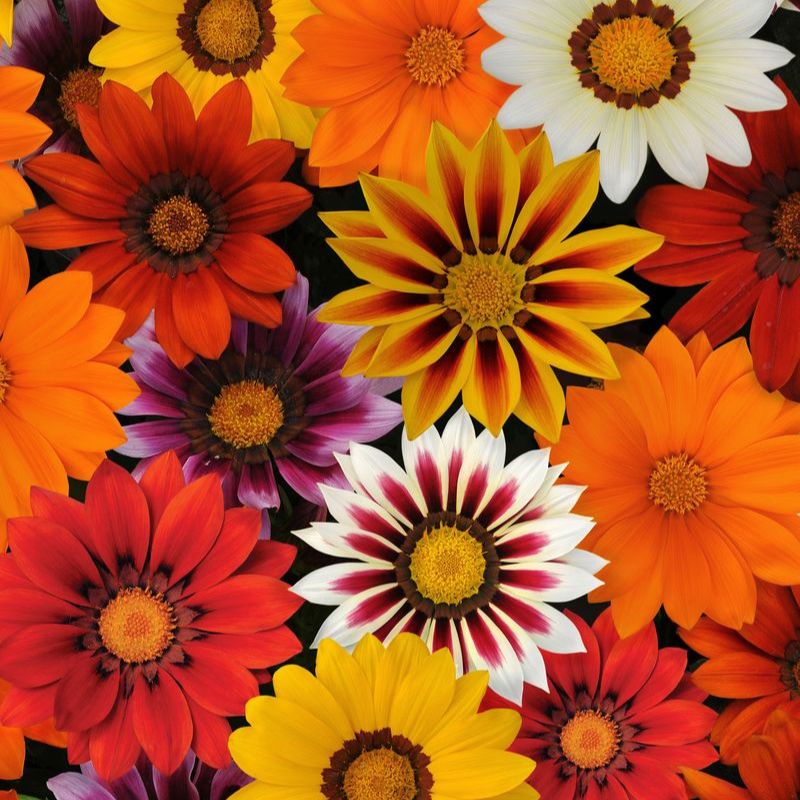 Gazania New Day Mix F1 Seed – Harris Seeds