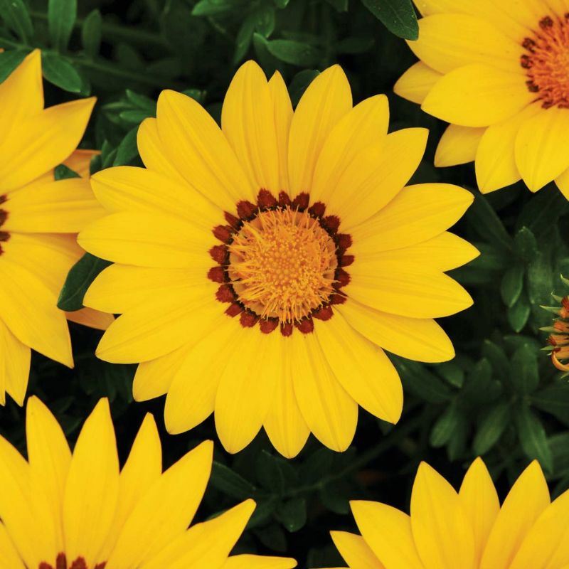 Gazania New Day Yellow F1 Seed – Harris Seeds