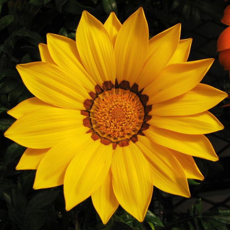 Gazania New Day Yellow F1 Seed – Harris Seeds