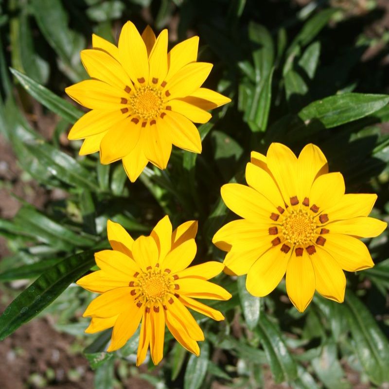 Gazania New Day Yellow F1 Seed – Harris Seeds