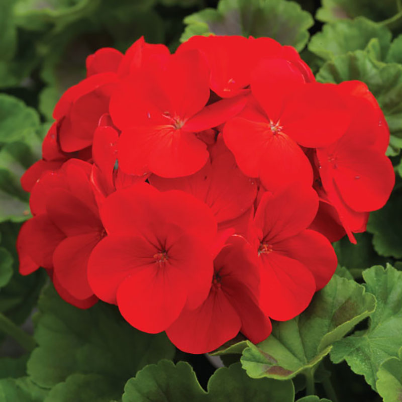geranium seed germination time Geranium Pinto Premium Deep Red F1 Seed – Harris Seeds