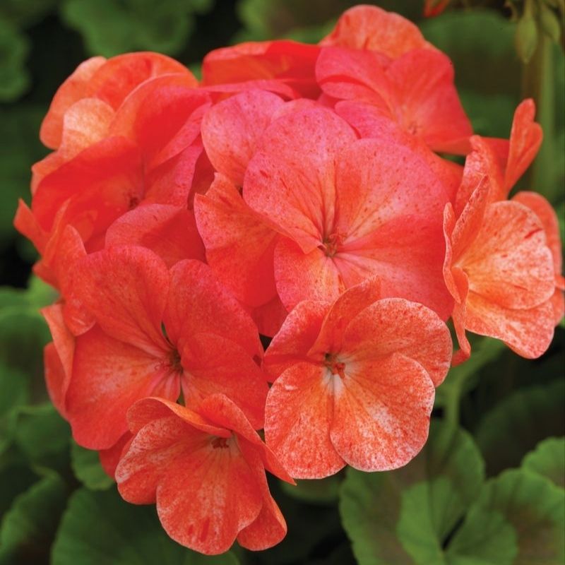 salmon geranium seeds Geranium Pinto Premium Salmon Splash F1 Seed