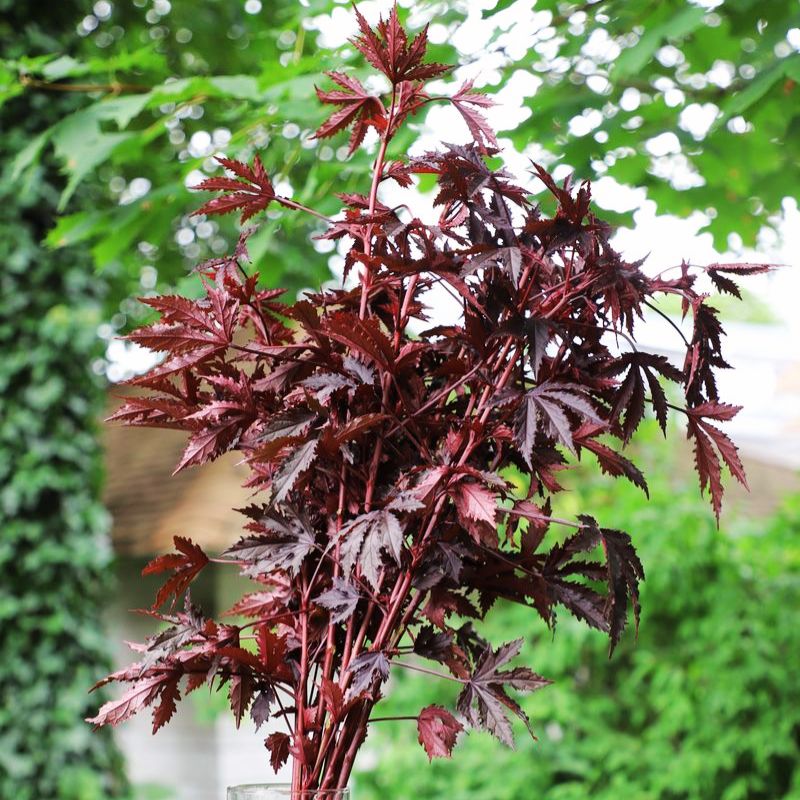 splendor herbicide Hibiscus Mahogany Splendor Seeds - UNTREATED