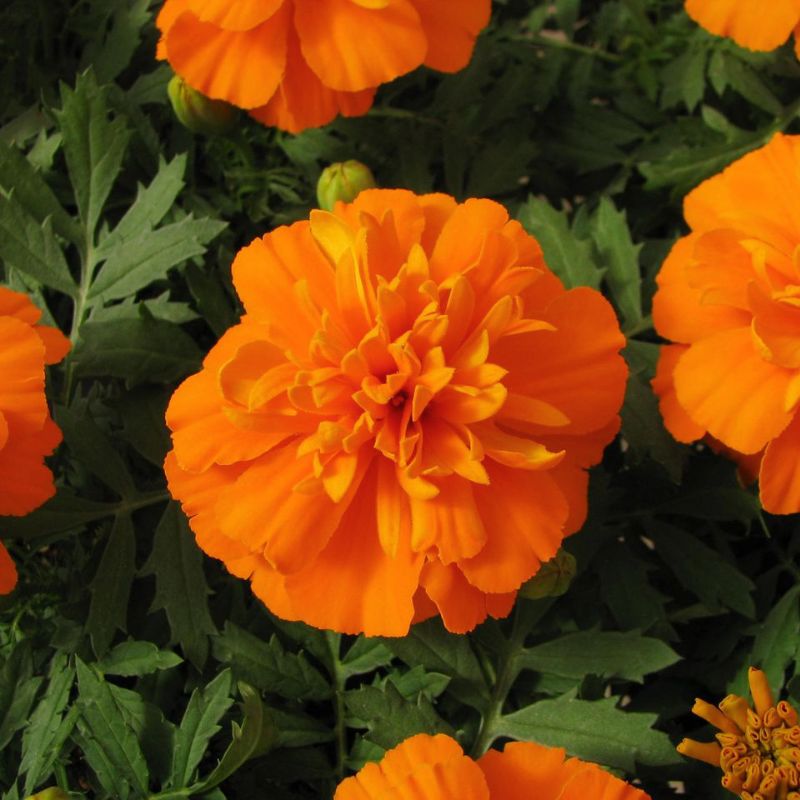 Marigold Bonanza Deep Orange Seed – Harris Seeds