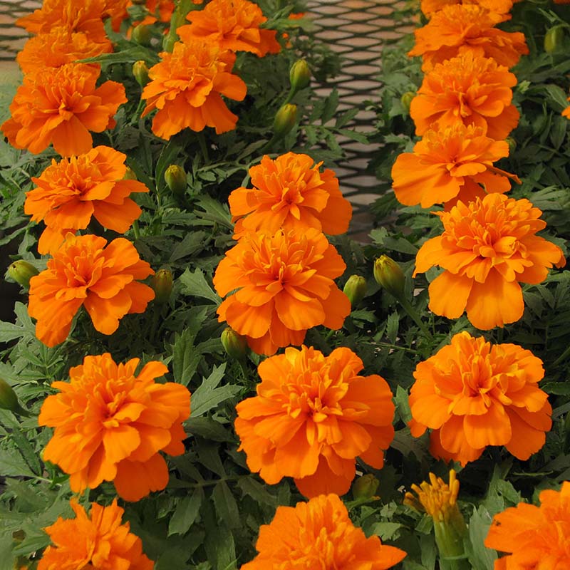 bonanza herbicide Marigold Bonanza Deep Orange Seed RAW / 500 Seeds / UNTREATED