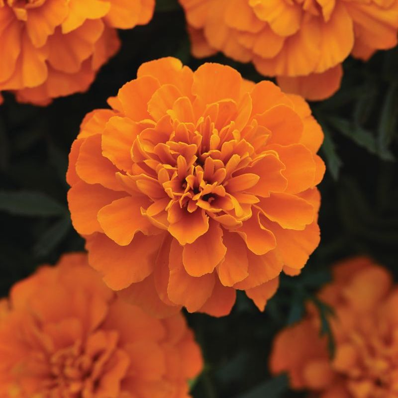 bonanza herbicide Marigold Bonanza Deep Orange Seed RAW / 500 Seeds / UNTREATED