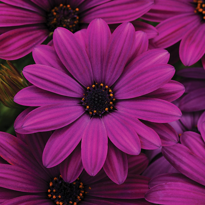 Osteospermum Akila Purple F1 Seed – Harris Seeds