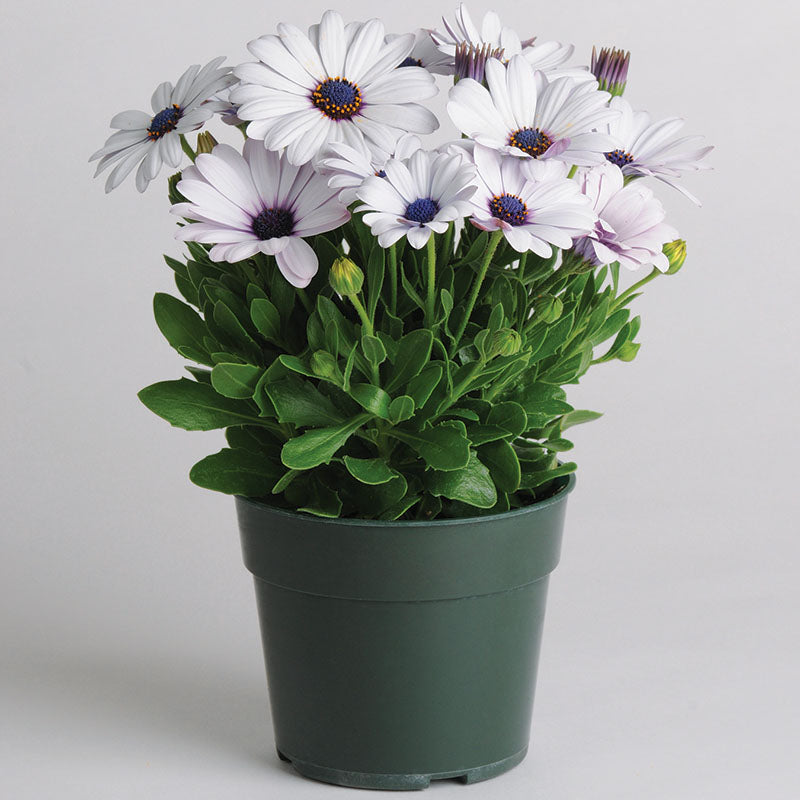 osteospermum flower seeds Osteospermum Akila White F1 Seed