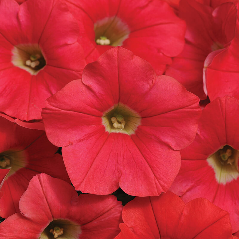 Petunia Shock Wave Coral Crush F1 Seed – Harris Seeds