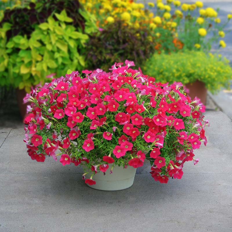 garden crush seeds Petunia Shock Wave Coral Crush F1 Seed