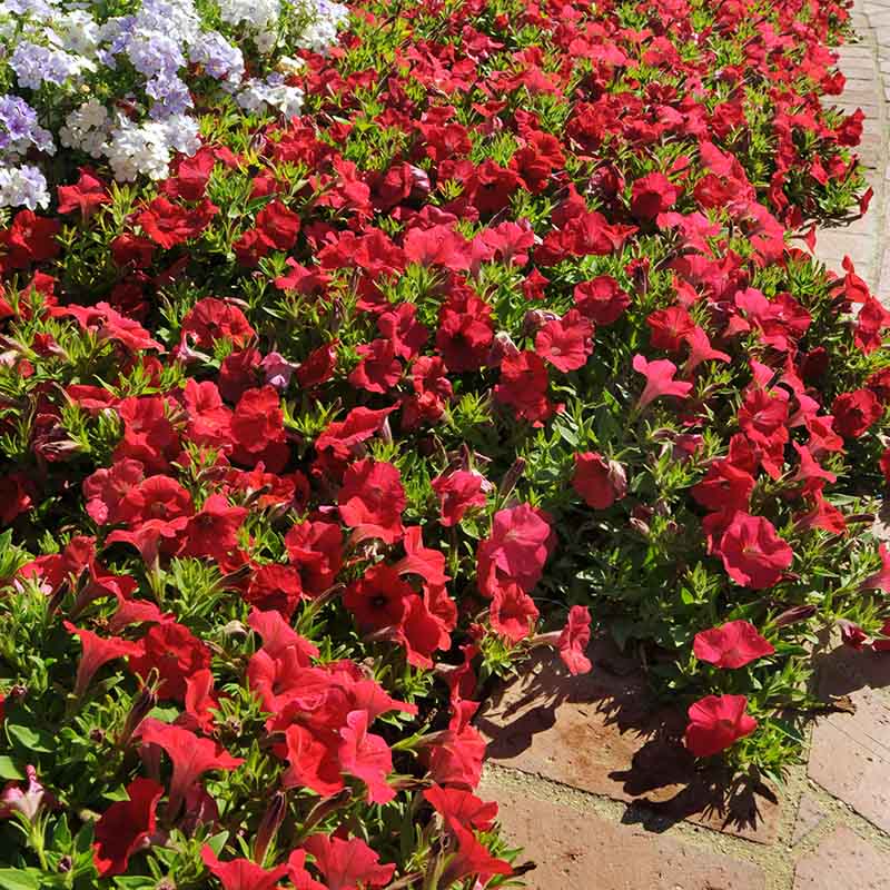 Petunia Shock Wave Red Imp F1 Seed – Harris Seeds