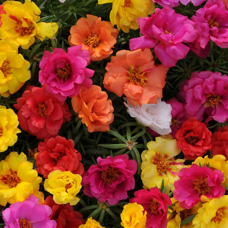 portulaca mixed flower seeds Harris seeds 250 Portulaca Plant Seeds, Annual Multipelleted