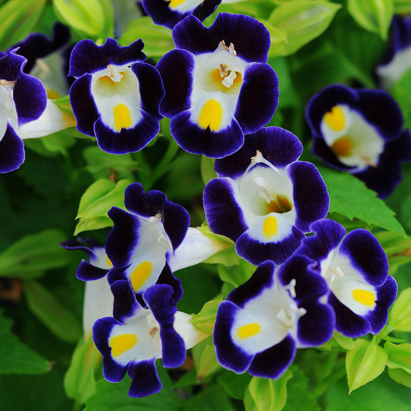 wishbone flower seeds Torenia Kauai Mix Seed PELLETED / 250 Seeds / UNTREATED