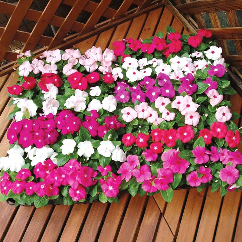 vinca flower seeds for sale Harris Seeds - Vinca Solar Mix F1 Seeds