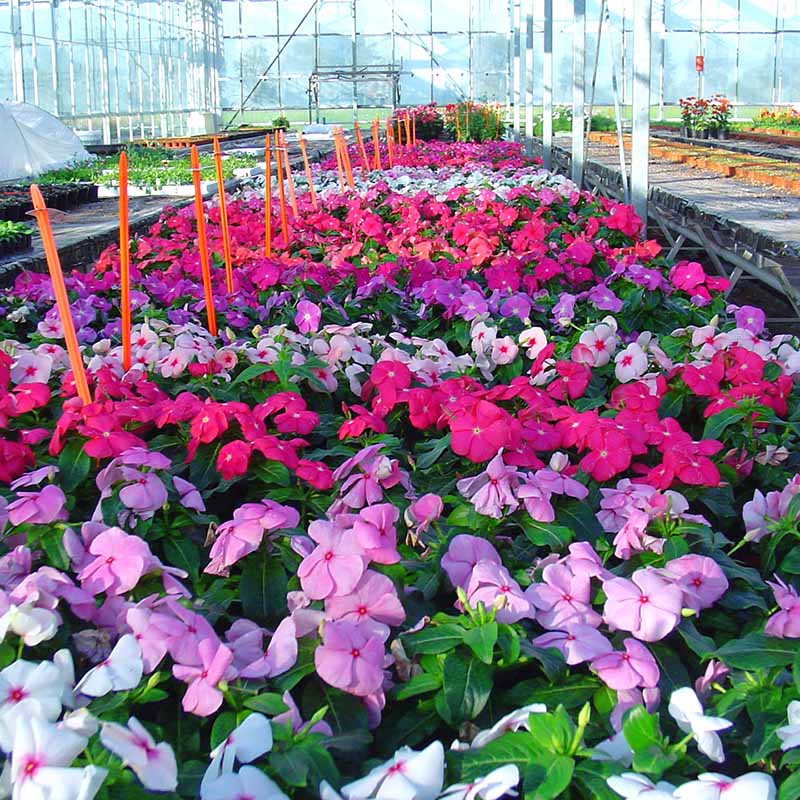 planting vinca seeds indoors Vinca Solar Mix F1 Seed – Harris Seeds