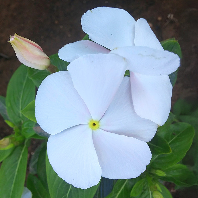 vinca flower seeds Harris Seeds - Vinca Solar Mix F1 Seeds