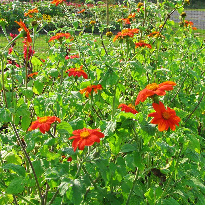 torch flower seeds Tithonia Torch Seed