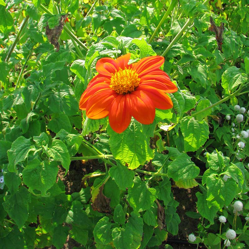 where to get torch flower seeds Tithonia Torch Seed