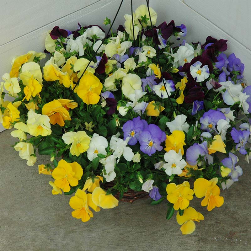 15 Cool Wave Yellow Trailing Pansy Seeds – Perfect For Hanging Baskets & Spring Color – Fresh US Seeds