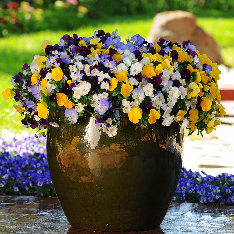 mixed pot Pansy Cool Wave Mix Seed, Size: 25 Seeds