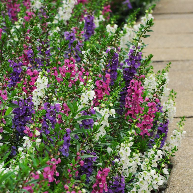 angelonia flower seeds Angelonia Serenita Mix F1 Seed PELLETED / 50 Seeds / UNTREATED