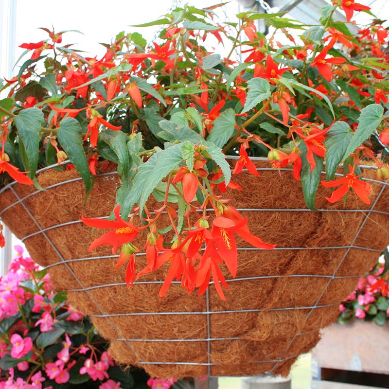 Begonia Sun Cities Santa Cruz Sunset F1 Seed – Harris Seeds